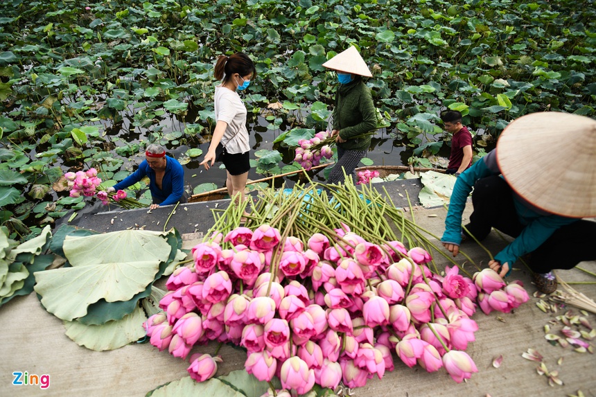 Chủ đầm sen hồ Tây bán hàng nghìn bông mỗi ngày